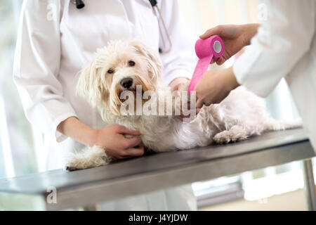 Traurige kleine Malteser Hund mit gebrochenen Pfoten in Tierarzt Krankenstation Stockfoto