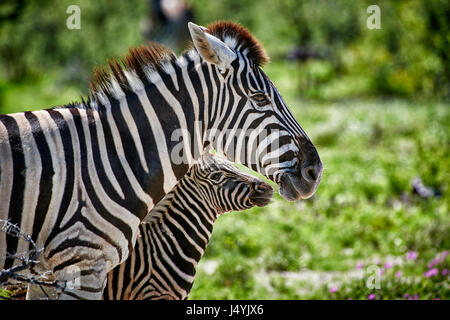 Burchell Zebra, Mutter mit Fohlen, Etosha Nationalpark, Namibia Stockfoto
