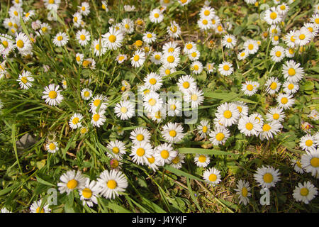 Gänseblümchen auf der Wiese Stockfoto