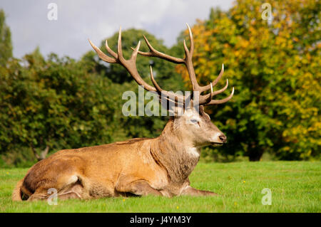 Hirsch Reh im Wollaton Deer Park, Nottingham, UK Stockfoto