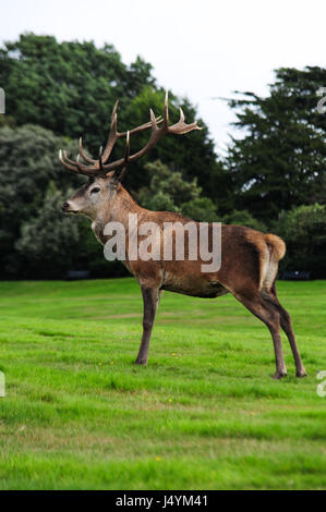 Hirsch Reh im Wollaton Deer Park, Nottingham, UK Stockfoto