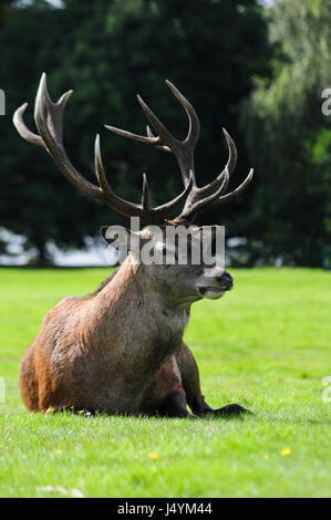 Hirsch Reh im Wollaton Deer Park, Nottingham, UK Stockfoto