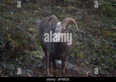 Putorana Schnee ram (Putorana Big Horn ram). Kutaramakan. Endemische Tier von Putorana Plateau. Nördlich von Russland. Sibirien. Putorana finden. Russland. Stockfoto