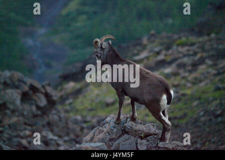 Putorana Schnee ram (Putorana Big Horn ram). Kutaramakan. Endemische Tier von Putorana Plateau. Nördlich von Russland. Sibirien. Putorana finden. Russland. Stockfoto