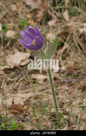 Kuhschelle (Pulsatilla Vulgaris) im Nationalpark Biebrza-Flusstal, Polen Stockfoto