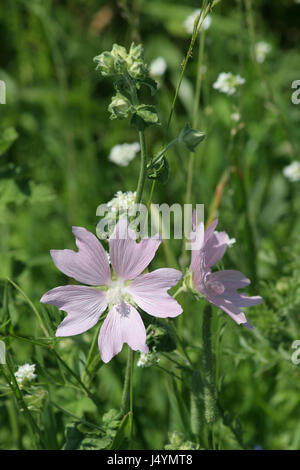 Malve (Malva Neglecta) Stockfoto