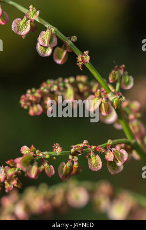 Blühende Leiter der Common/Sauerampfer Rumex acetosa mit einige Samen vorhanden - die Blätter von dieser Pflanze haben eine Rhabarber - wie Geschmack. Eine wilde hat Essen auch. Stockfoto