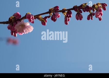 Ein Zweig von einem blühenden Kirschbäume-Baum (Prunus Avium) oben auf dem Foto. Der blaue Himmel ist viel leeren Raum zur Verfügung. Stockfoto