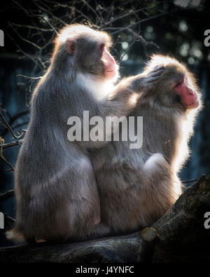 Japanischen Makaken (Macaca Fuscata)) sind die Aufrechterhaltung es soziale Relationshipsff in der Gruppe mit einander pflegen. Stockfoto