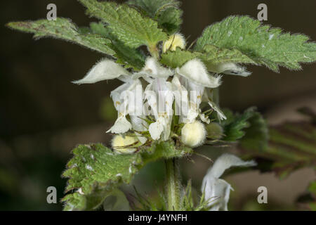 Close-up weißen Blüten der Weißen Tot - brennnessel/Lamium Album - Die getrockneten Blüten der, die einst in Tee gemacht, während die jungen Blätter sind essbar. Stockfoto