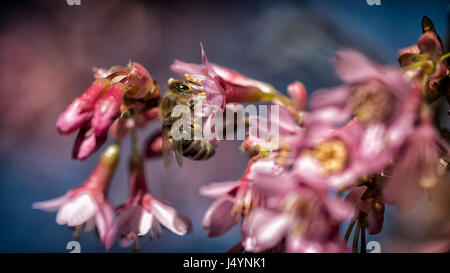 Eine europäische Honigbiene (APIs mellifera) sammelt Nektar und Pollen an einem blühenden Kirschbaum (Prunus avium). Stockfoto