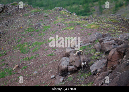 Putorana Schnee ram (Putorana Big Horn ram). Dyolochi River. Endemische Tiere der Putorana Plateau. Nördlich von Russland. Sibirien. Putorana finden. Russland. Stockfoto