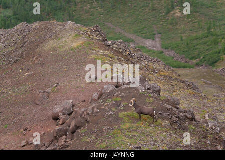 Putorana Schnee ram (Putorana Big Horn ram). Dyolochi River. Endemische Tiere der Putorana Plateau. Nördlich von Russland. Sibirien. Putorana finden. Russland. Stockfoto