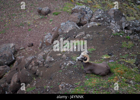 Putorana Schnee ram (Putorana Big Horn ram). Dyolochi River. Endemische Tiere der Putorana Plateau. Nördlich von Russland. Sibirien. Putorana finden. Russland. Stockfoto