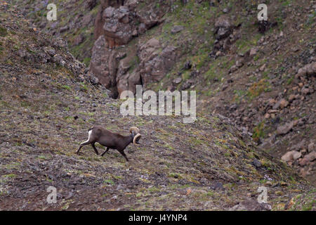 Putorana Schnee ram (Putorana Big Horn ram). Dyolochi River. Endemische Tiere der Putorana Plateau. Nördlich von Russland. Sibirien. Putorana finden. Russland. Stockfoto