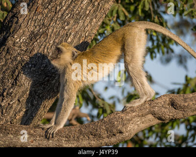 Meerkatze stretching seinen Körper in einem Baum an einem sonnigen Tag, Chobe NP, Botswana, Afrika. Stockfoto