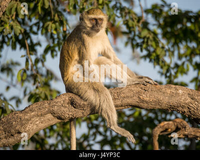 Meerkatze saß entspannt in einem Baum an einem sonnigen Tag, Chobe NP, Botswana, Afrika. Stockfoto
