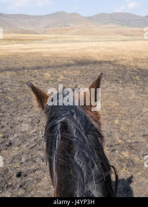 Point Of View Schuss eines Basuto-Pony-Kopfes aus Sicht der Pferd-Reiter Bergen Lesothos, Afrika. Stockfoto