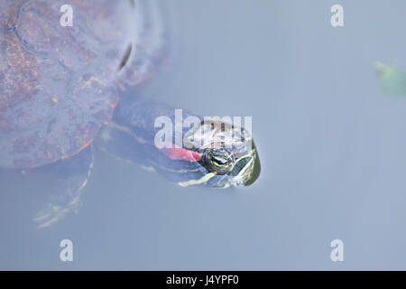 Rot-eared Slider aka rot-Schmuckschildkröte Schildkröte (ist Scripta Elegans). Stockfoto