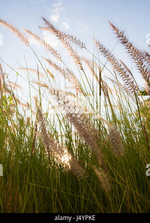 Nahaufnahme von hinten beleuchtet Grass mit grünen Blätter und rötliche braun gefiederten Samenköpfe winken in der Brise. Hellblauen Himmel und dünnen Wolken liegen hinter. Stockfoto