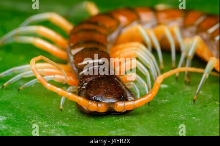 Tausendfüßler ruht auf grünes Blatt. gefunden Sie in Selangor, Malaysia. Stockfoto