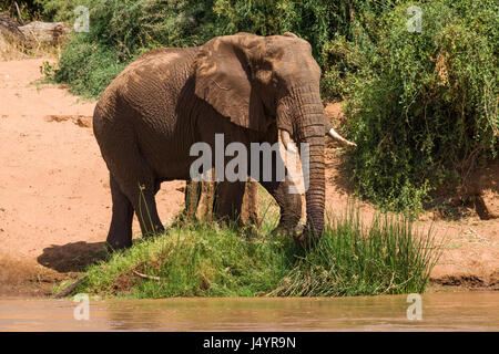 Afrikanischen Busch Elefanten durch Flüsse Rand (Loxodonta africana), Samburu Stockfoto