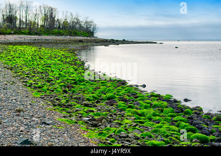 Meeressalat Algen drapieren über Felsen bei Ebbe an Charles Insel im Silver Sands State Park in Milford Connecticut an einem bewölkten Tag. Stockfoto