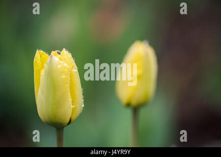 Ein rosa Tulpen Blumen mit Wassertropfen am Rande Stockfoto