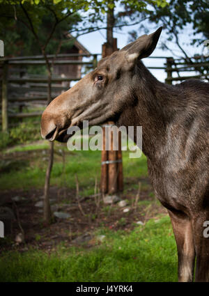 Junge juvenile Elch im Profil Stockfoto