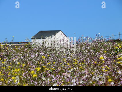 Weiße Scheune mit einem grünen Dach in einem Feld von gelben, weißen und lila Wildblumen, California. Stockfoto