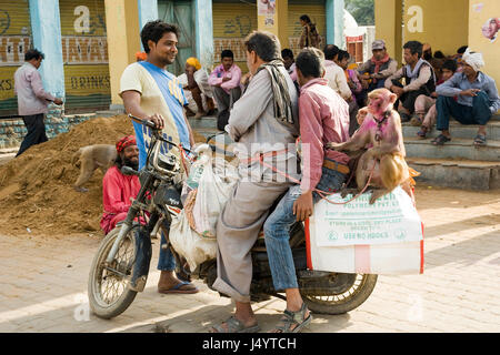 Madari und Affe sitzt auf Motorrädern, Mathura, Uttar Pradesh, Indien, Asien Stockfoto