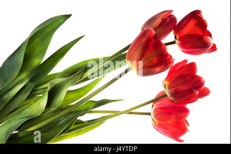 Satz von fünf rote Farbe Tulpen isoliert auf weißem Hintergrund Stockfoto