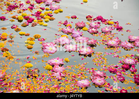 Blumen, die schwimmend auf Yamuna Fluß Mathura Uttar Pradesh, Indien, Asien Stockfoto