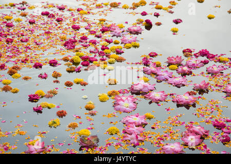 Blumen, die schwimmend auf Yamuna Fluß, Mathura, Uttar Pradesh, Indien, Asien Stockfoto