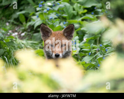 Urban Fuchs in einem Garten hinter dem Haus in Camden Town, London Stockfoto