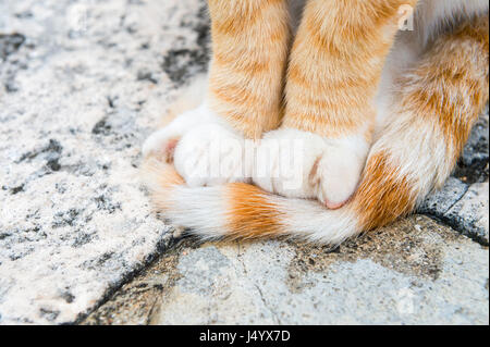 Nahaufnahme von den Pfoten von einer Katze behutsam auf seinen eigenen Schweif auf Stein Hintergrund in der mediterranen Stein ummauerte Stadt Dubrovnik, Kroatien steht Stockfoto