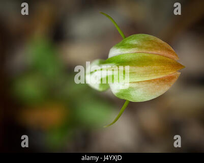 Mit Blick auf die einzelne Blume von Pterostylis baptistii oder King Greenhood terrestrische Orchidee. Position, K'gari Stockfoto