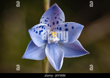 Schön markiert wird Sun Orchidee, Thelymitra Ixioides oder punktiert Sonne Orchidee, wächst in den Grampians Region von Victoria, als vernünftigerweise c Stockfoto
