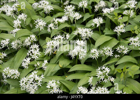 Allium ursinum Stockfoto