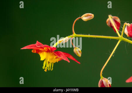 Einzelne Blume der Bodenbelag Epimedium x warleyense 'Ellen Wilmott' Stockfoto