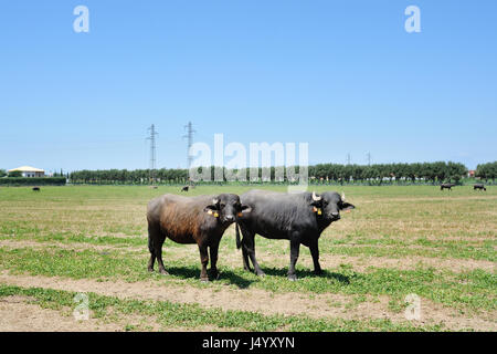 Zwei italienische Büffel in einem Bauernhof-Feld Stockfoto