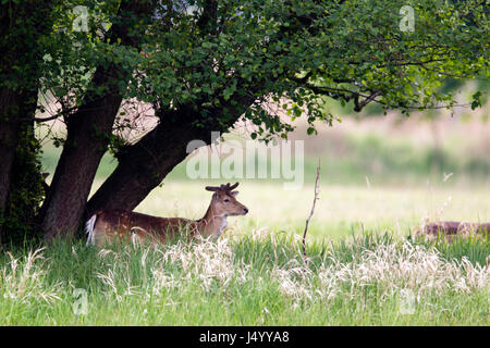 Ein Damhirsch (Dama Dama) stehen unter einem Baum in einem Naturschutzgebiet in der Nähe von Frankfurt am Main, Deutschland, Europa. Stockfoto