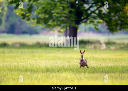 Eine europäische Rehe (Capreolus Capreolus) steht auf einer Wiese in einem Naturschutzgebiet in der Nähe von Frankfurt am Main, Deutschland, Europa. Stockfoto