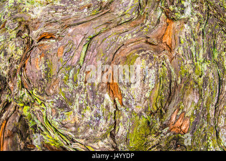 Bunte natürliche Holzmaserung Textur von Baum Stockfoto