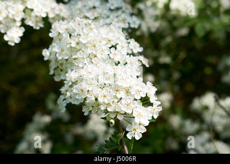 Weißen Blüten des Strauches Weißdorn (Crategus Monogyna), üblicherweise in Hecken im gesamten Vereinigten Königreich. Stockfoto