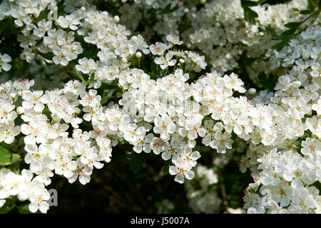 Weißen Blüten des Strauches Weißdorn (Crategus Monogyna), üblicherweise in Hecken im gesamten Vereinigten Königreich. Stockfoto