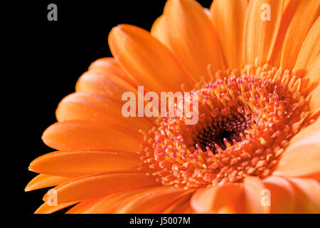 Leuchtend orange Gerbera Blume Nahaufnahme Stockfoto