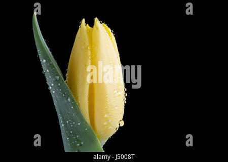 Gelbe Tulpe mit Wassertropfen auf schwarz Nahaufnahme Stockfoto