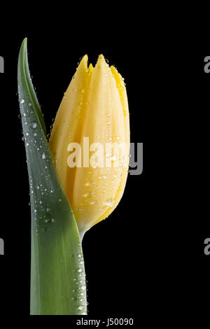 Gelbe Tulpe mit Wassertropfen auf schwarz Stockfoto