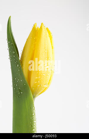 Gelbe Tulpe mit Wassertropfen auf weiß Stockfoto